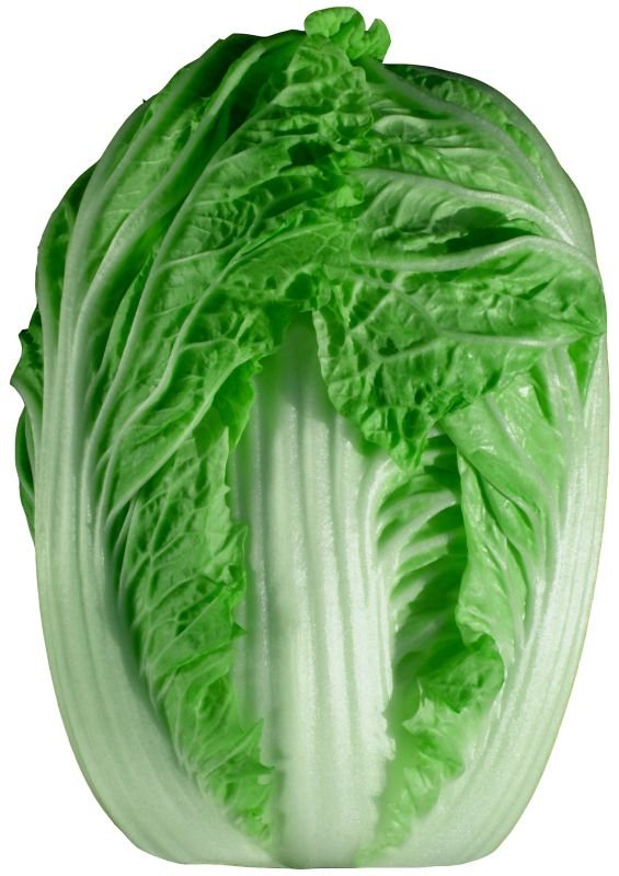 山東白菜